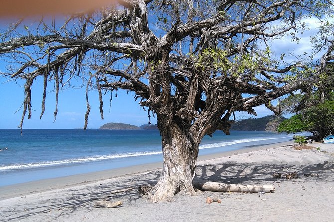 One Way Transfer From San José or SJO Airport to Ocotal Beach up to 5 Passengers - Frequently Asked Questions