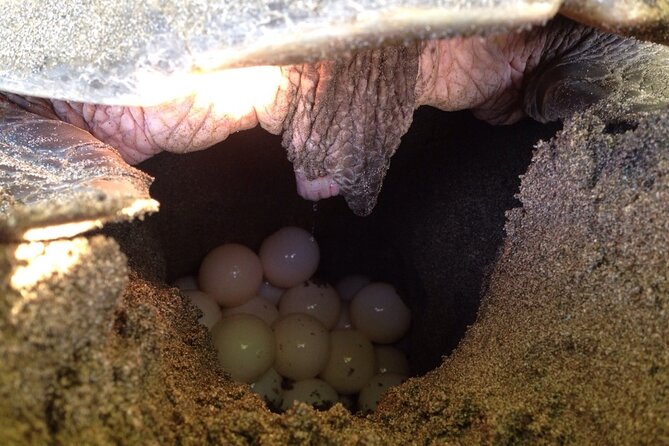 One Week Turtle Rescue Volunteer Work - Cancellation Policy