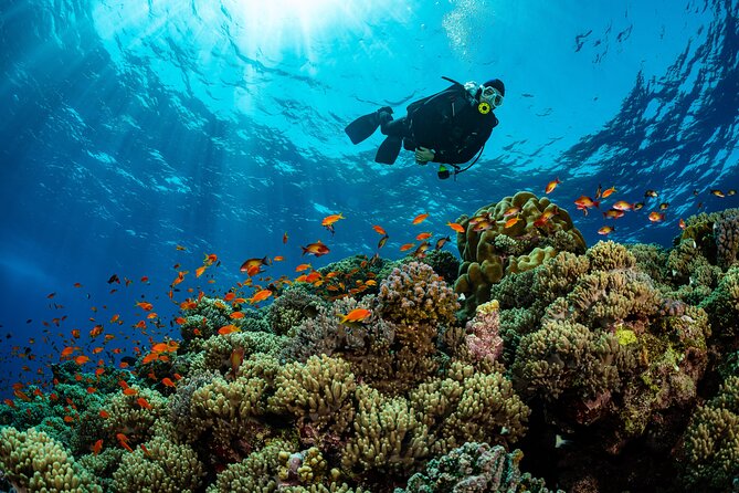 Orange Island Scuba Diving and Snorkeling Tour From Hurghada - Price and Booking
