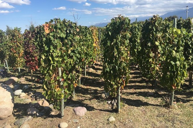 Organic & Bio – Sustainable Wineries - Frequently Asked Questions