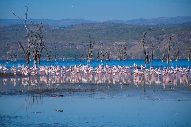 Overnight Tour to Hell Gate Park and Lake Nakuru National Park - Pickup Information