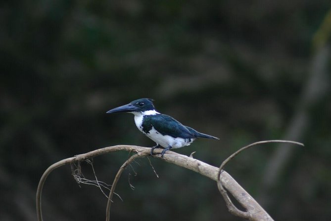 Palo Verde Boat Tour and Wildlife Watching From Dreams Las Mareas - Additional Notes