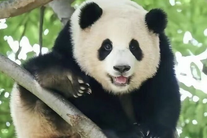 Panda, Leshan, and Emei Mountain 2-Day Tour - Price