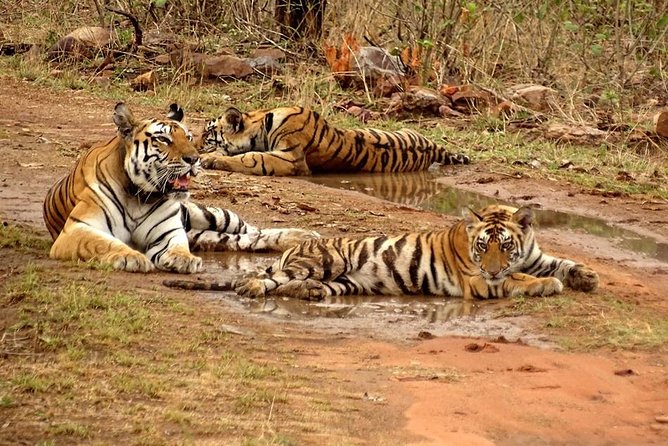 Panna National Park Safari Skip the Line Tickets W/ Optional Trips - Important Notes