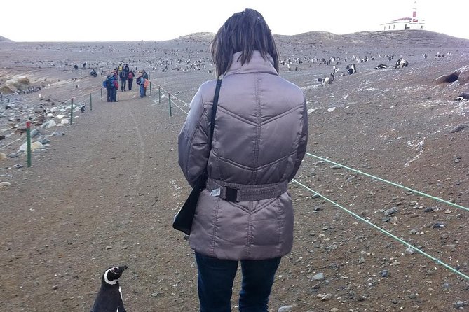 Penguins Reserve at Magdalena in the Strait of Magellan - Customer Reviews