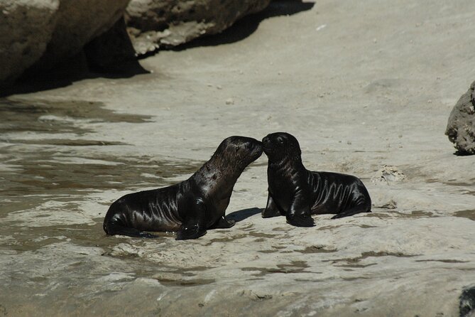 Peninsula Valdes + Whale Watching - Patagonia - Full Day - Experience Highlights
