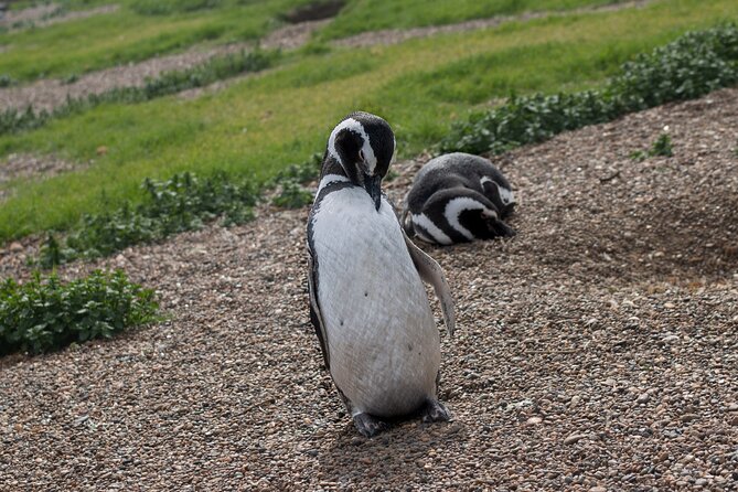 Peninsula Valdes With Penguin Colony of Estancia San Lorenzo - Reservation and Payment