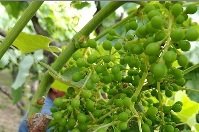 Pisco and Wine Tasting in Ica (Private Tour Includes Breakfast) - Schedule and Availability