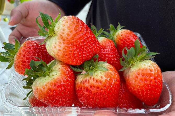Pocheon Art Valley With Strawberry Picking Half-Day Tour - What To Expect