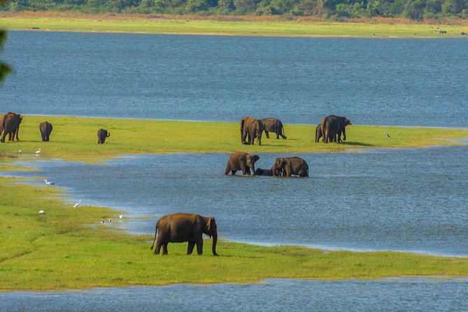 Polonnaruwa Ancient Kingdom and Wild Elephant Safari From Kandy - Cancellation Policy