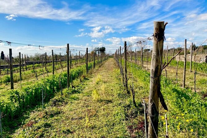 Pompeii Tour and Wine Tasting - Tour Availability