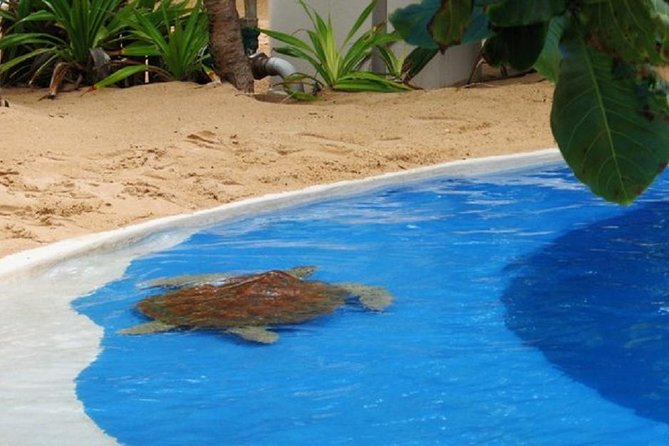 Praia Do Forte With Guarajuba Tour by Salvador Receptive - Transportation Details