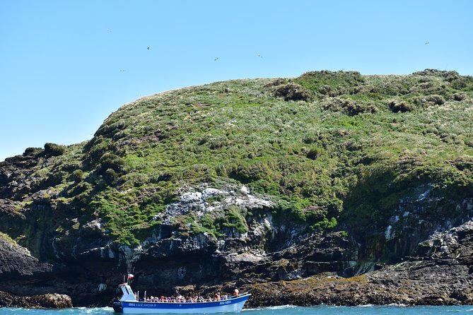 Premium Shared Full Day Excursion Ancud, Penguin Colony Piñihuil and Chilote Countryside - Pricing and Booking