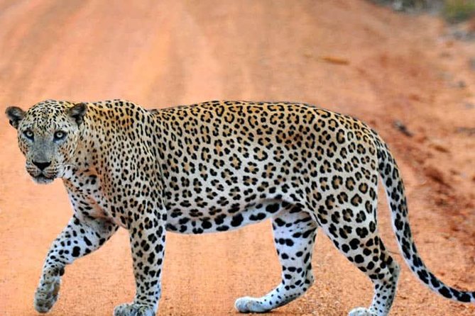 Private 02 Day Leopard Safari in Yala From Colombo - Pricing and Booking Information