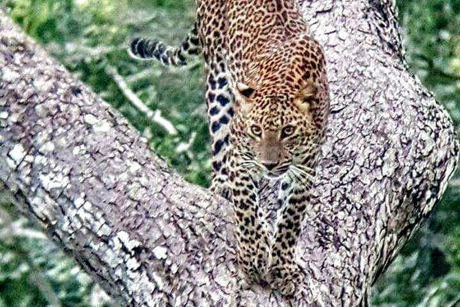 Private 02 Day Leopard Safari in Yala From Colombo - Additional Information