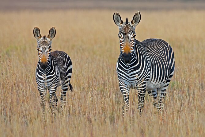Private 5-Day Tanzania Ultimate Safari - Pickup Logistics