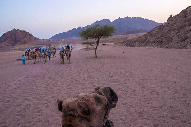 Private 5 in 1 Desert Adventure in Sharm El-Sheikh With Pickup - Pricing and Booking