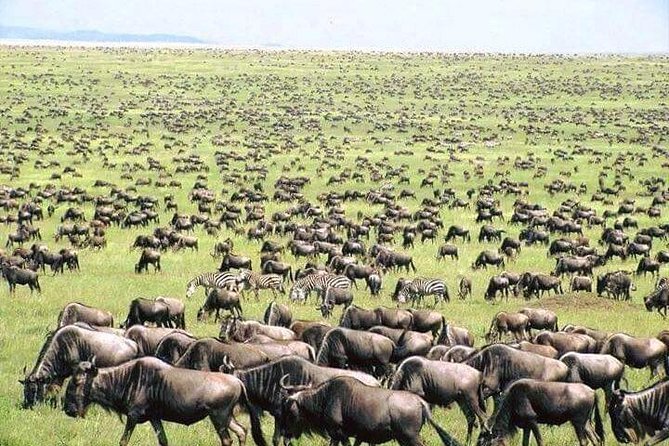 Private 6-Day Wildebeest Migration Safari + Hazdabe Lake Eyasi