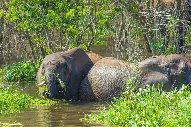 Private 9 Days Wildlife Tour in Uganda - Additional Information