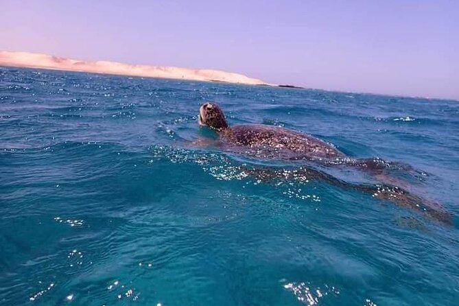 Private Abu Dabbab Dugong Bay Snorkeling Experience From Hurghada - Additional Information