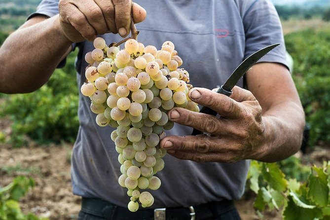 Private Athens Wine Tour For Dedicated Wine Lovers - Additional Information