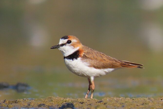 Private Bird Watching on Lake Titicaca - Tour Highlights and Inclusions