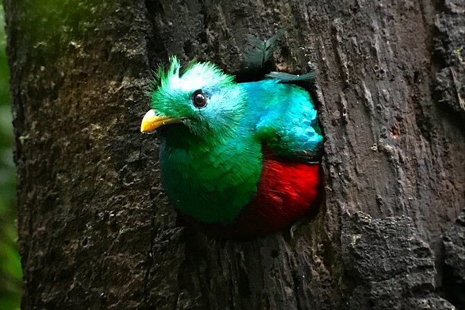 Private Birdwatching at Monteverde - What to Expect