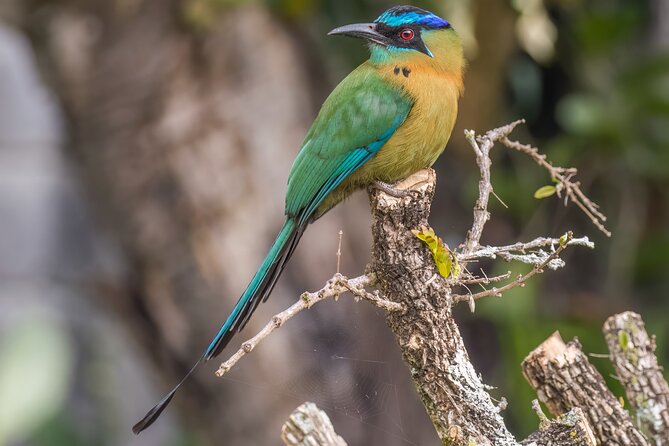 Private Birdwatching Tour at Curi Cancha Reserve in Monteverde - End Point