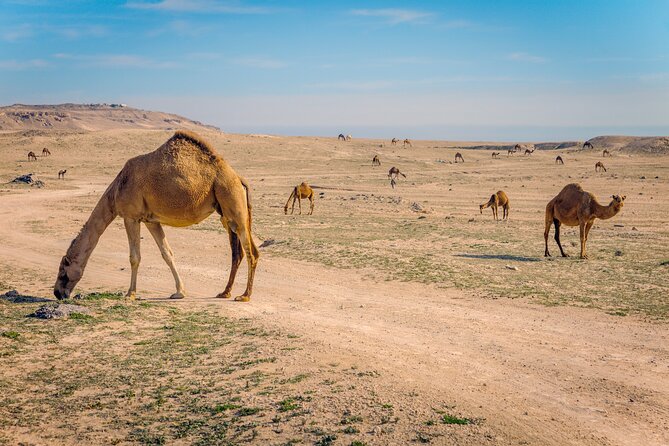 Private Border Farms and Desert Tour in Kuwait - Important Note