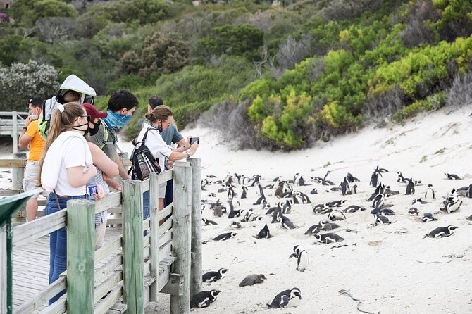 Private Cape of Good Hope, Chapman's Peak Drive, Penguin Day Tour - Cancellation Policy