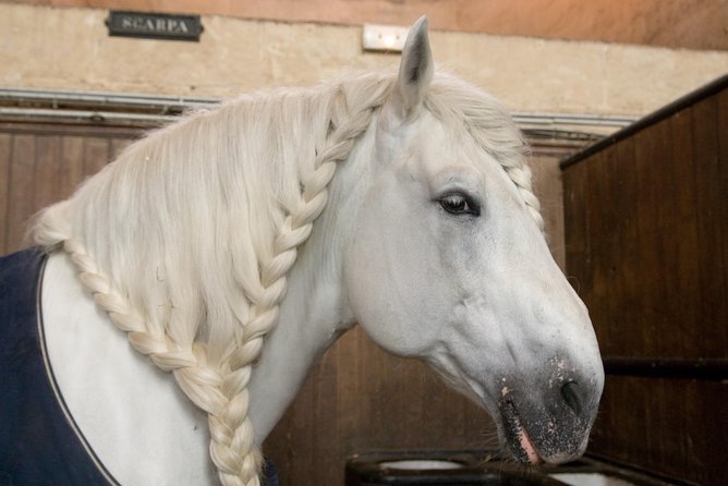 Private Chantilly & Horse Museum With Minivan - Operator Information