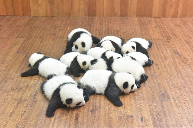 Private Chengdu Highlights Day Trip: Panda Base and City From Xiamen by Air - Operator Information