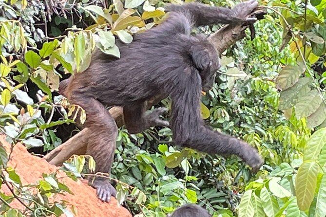 Private Chimpanzee Safari Gombe National Park - Transportation and Pickup