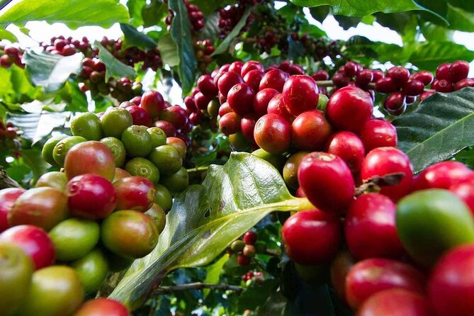 Private Coffee Farm Tour Visit in Nairobi