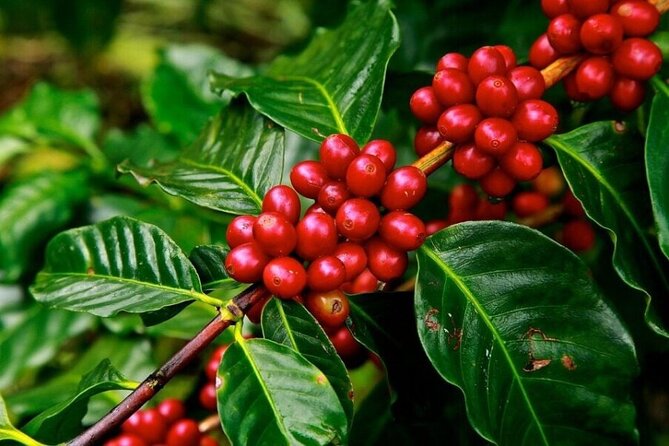Private Coffee Plantation Experience With Tasting and Lunch - Pickup and Transportation