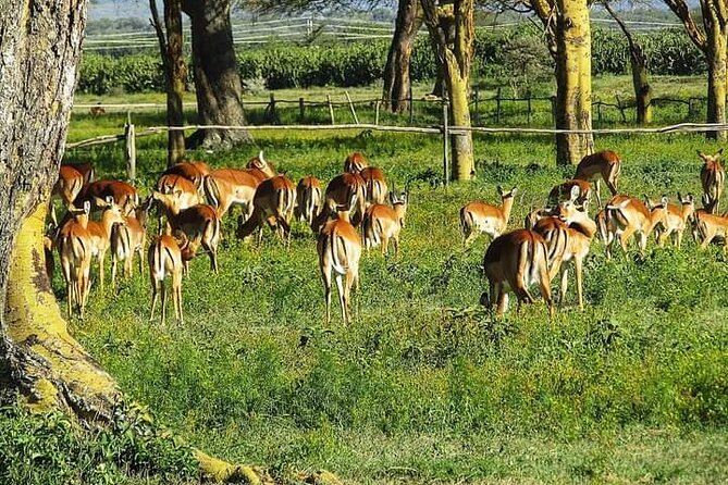 Private Crescent Island Tour and Boat Ride in Nairobi - Directions