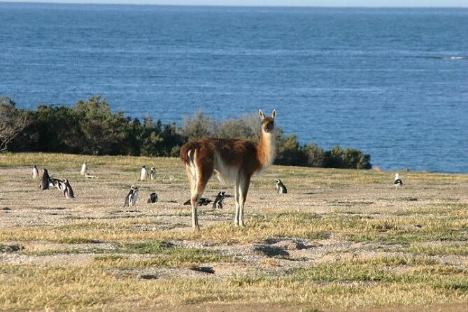 Private Cruise Shore Excursion to Punta Tombo - What To Expect