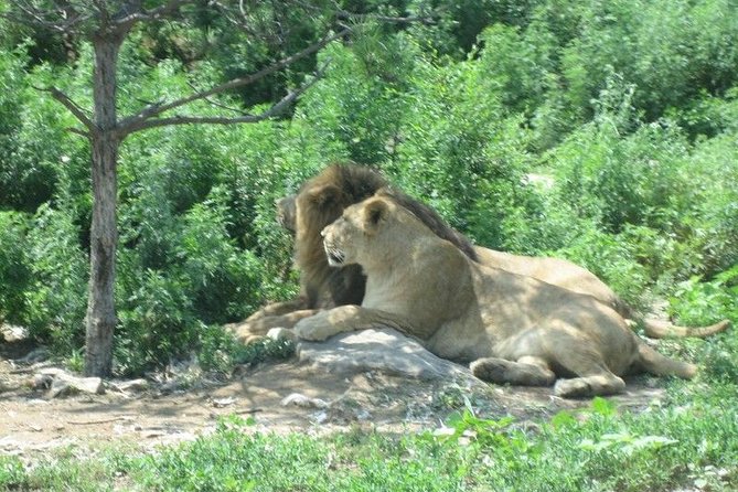 Private Day All-inclusive Tour to Longqingxia Gorge and Badaling Wildlife World - What to Expect