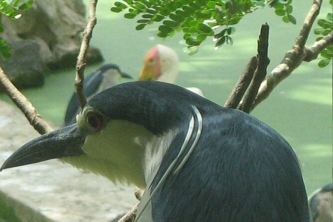Private Day Tour Of Arignar Anna Zoological Park From Chennai - Reservation Details