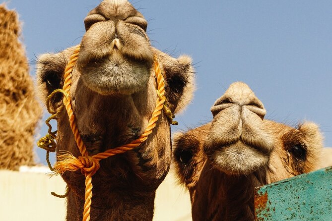 Private Day Tour to Camel Market of Birqash In Cairo - Tour Highlights