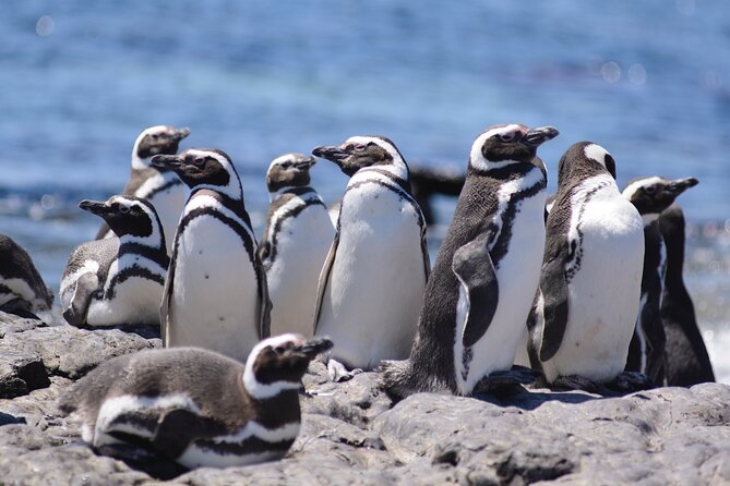 Private Day Tour to Punta Tombo Penguin Colony From Puerto Madryn - The Sum Up