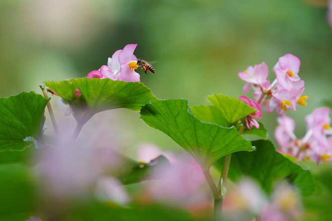 Private Day Tour to South China Botanical Garden From Guangzhou - Booking Information