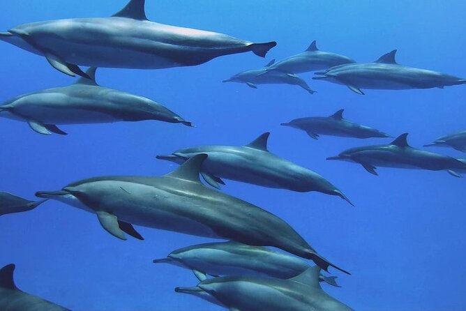 Private Dolphin Tour; Kuza Cave; Paje Beach; The Rock Restaurant; Jozani Forest - Pickup and Accessibility