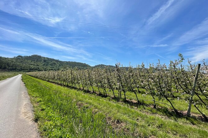 Private E-Bike Tour From Nazare to Alcobaca - Accessibility