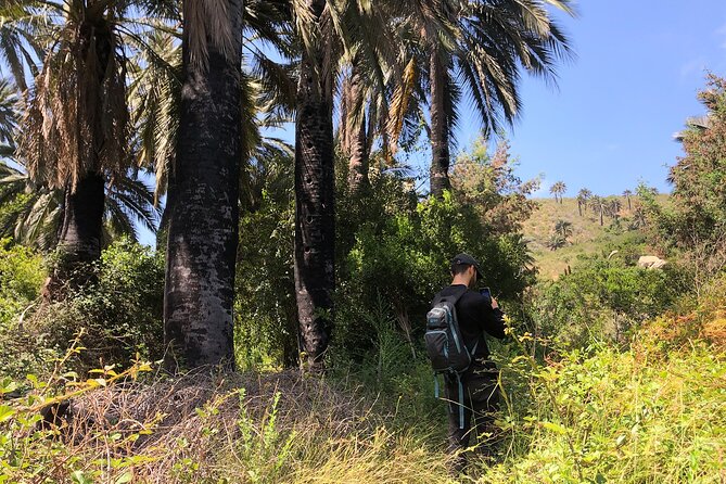 Private Excursion to the Palm Forest in Viña Del Mar - Health and Safety Guidelines