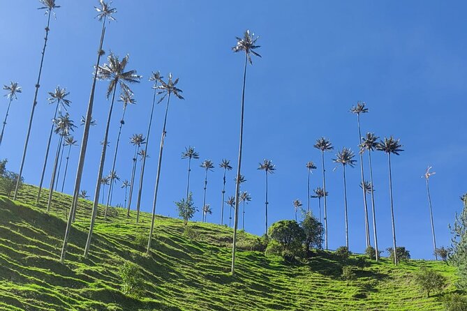 Private Full Day Tour Cocora Salento and Filandia - What to Bring