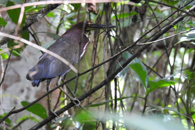 Private Half-Day Bird Watching Tour - What to Expect