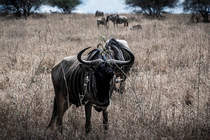 Private Half-Day Nairobi National Park and Giraffe Center Tour - Pricing and Guarantee