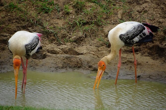 Private Half Day Safari Jeep Tour in Udawalawa National Park - Directions
