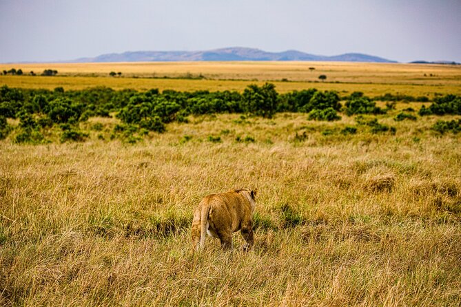 Private Half Day Tour in Maasai Mara - Operator Information